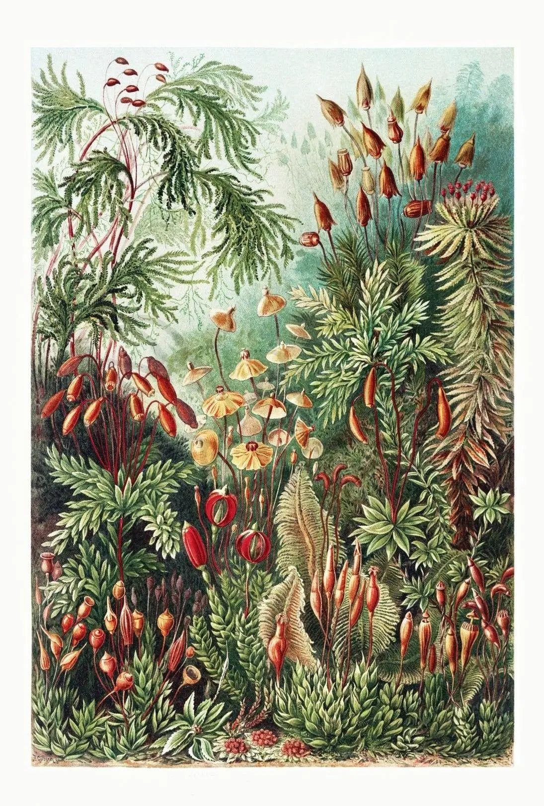 Botanical Wonders: Vintage Natural History Poster PosterGoat