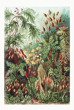 Botanical Wonders: Vintage Natural History Poster PosterGoat
