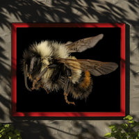 Bumblebee Close-Up Detail Captivates Animal Poster PosterGoat