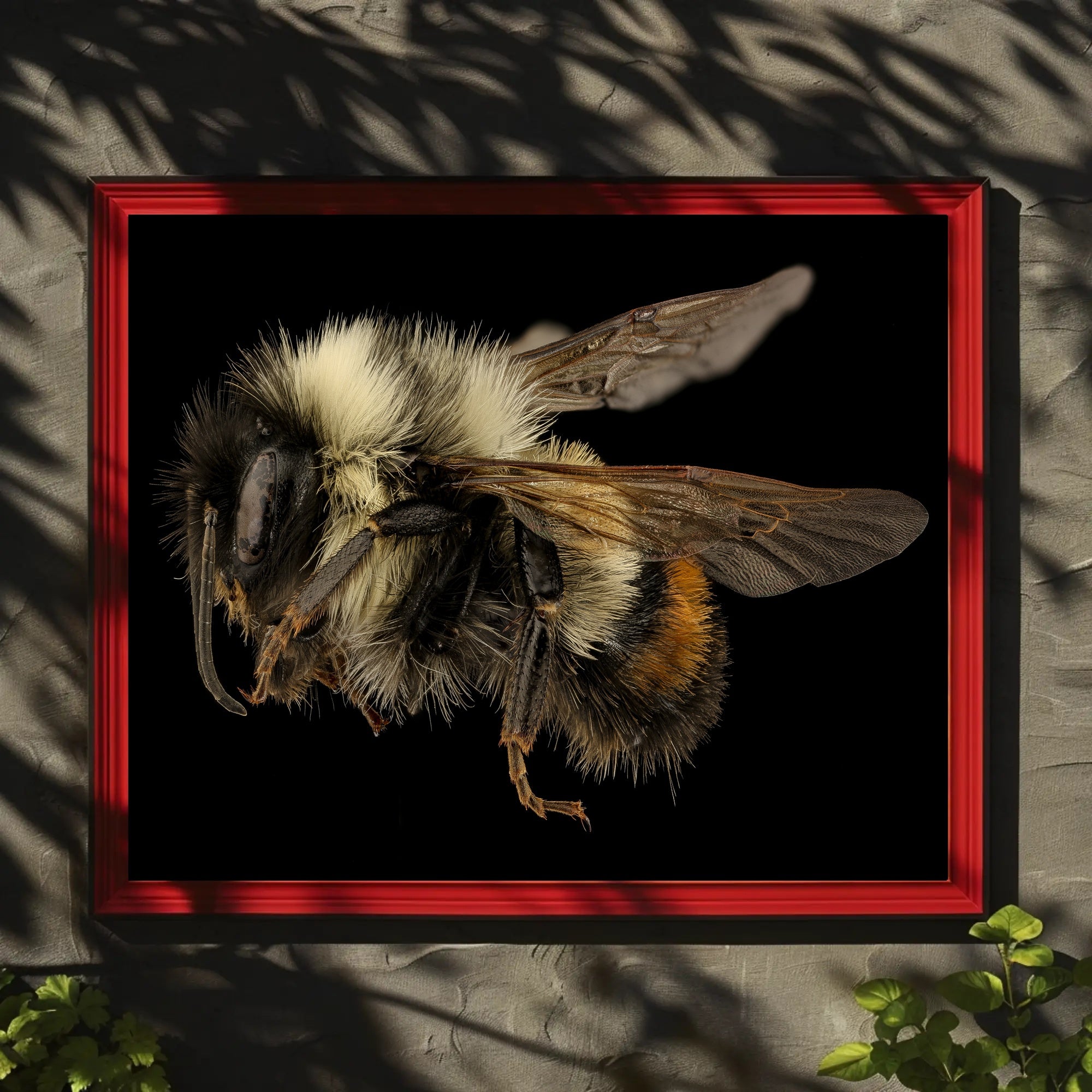 Bumblebee Close-Up Detail Captivates Animal Poster PosterGoat