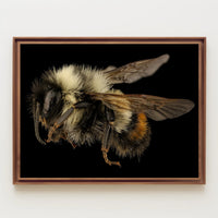 Bumblebee Close-Up Detail Captivates Animal Poster PosterGoat