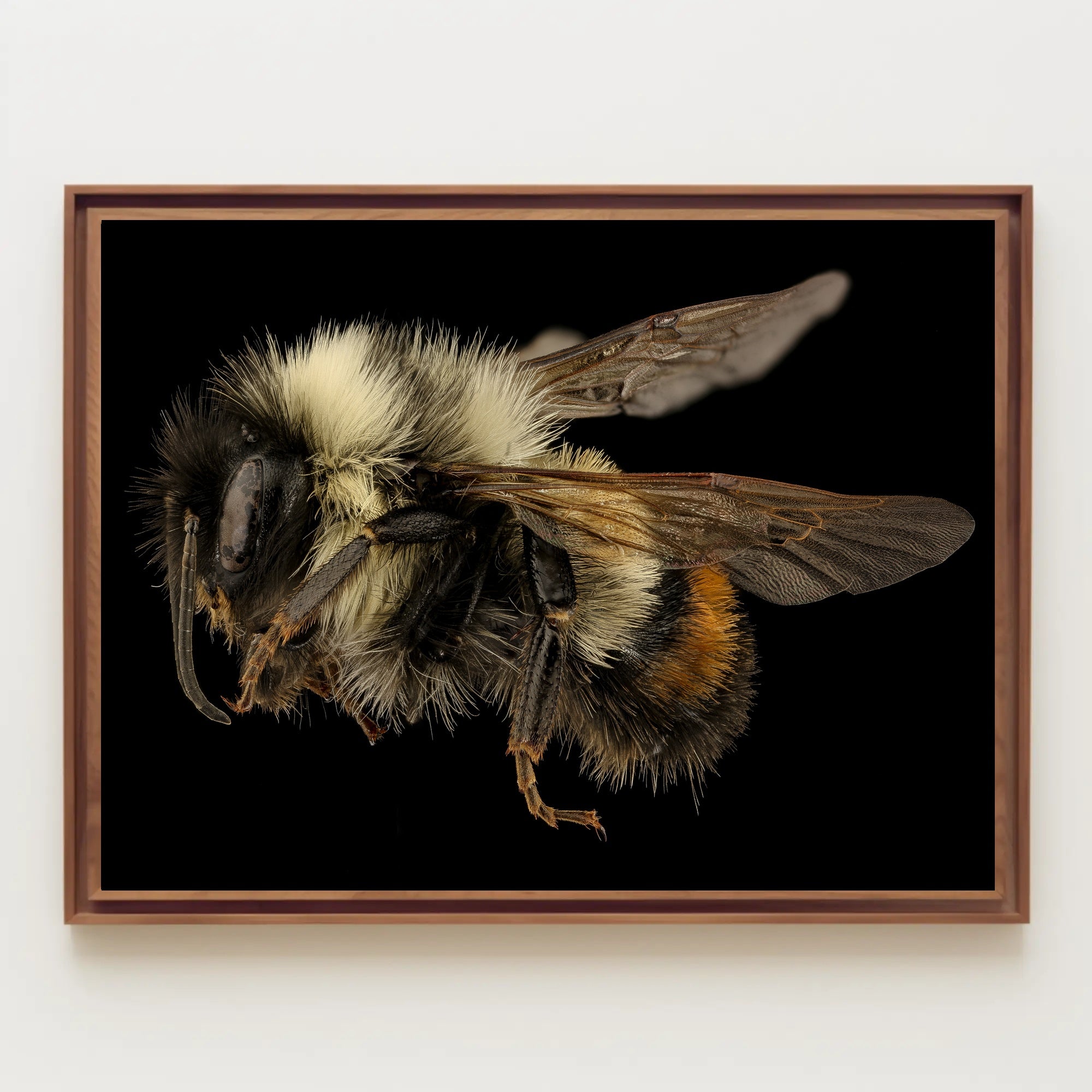 Bumblebee Close-Up Detail Captivates Animal Poster PosterGoat