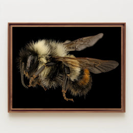 Bumblebee Close-Up Detail Captivates Animal Poster PosterGoat