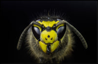 Close-Up Detailed Wasp Face Ultra HD Animal Poster PosterGoat