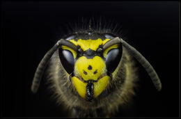 Close-Up Detailed Wasp Face Ultra HD Animal Poster PosterGoat