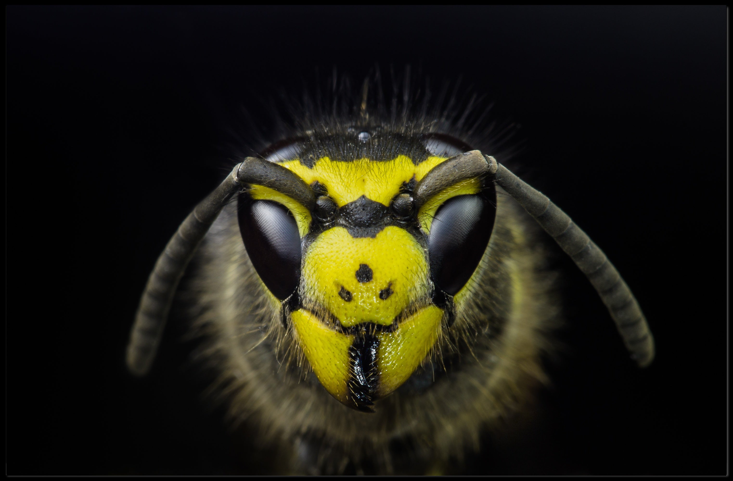 Close-Up Detailed Wasp Face Ultra HD Animal Poster PosterGoat
