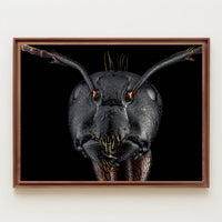 Close-Up Macro Ant Art Print Animal Poster PosterGoat