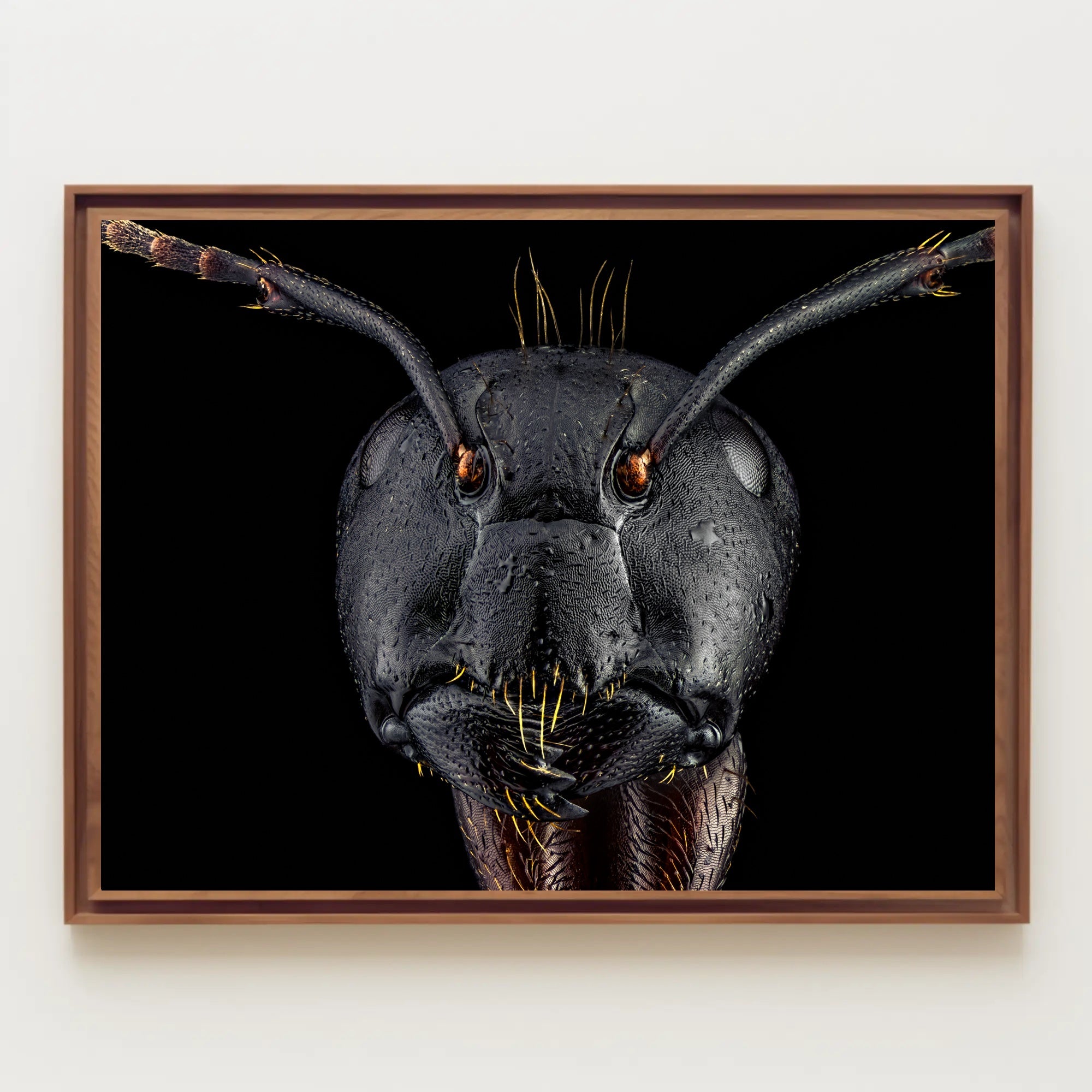 Close-Up Macro Ant Art Print Animal Poster PosterGoat