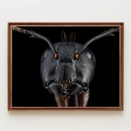 Close-Up Macro Ant Art Print Animal Poster PosterGoat