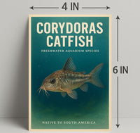 Corydoras Catfish Freshwater Aquarium Poster PosterGoat