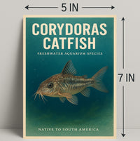 Corydoras Catfish Freshwater Aquarium Poster PosterGoat