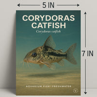 Corydoras Catfish Wall Art Decor Print PosterGoat