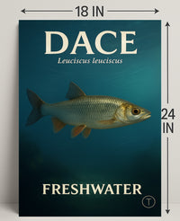 Dace Freshwater Fish Wall Art Print PosterGoat