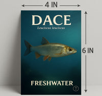 Dace Freshwater Fish Wall Art Print PosterGoat