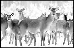 Deer Gathering Winter Wonderland Black and White Animal Poster PosterGoat