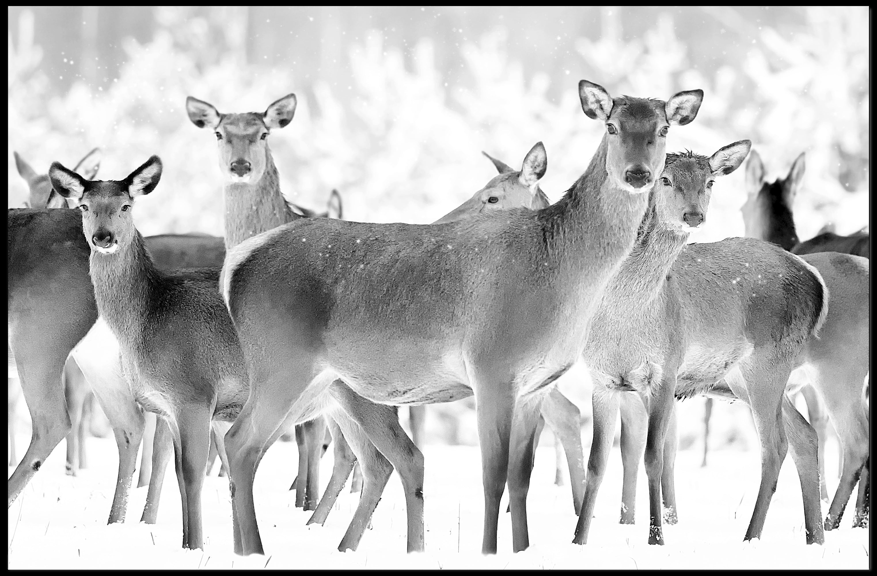 Deer Gathering Winter Wonderland Black and White Animal Poster PosterGoat