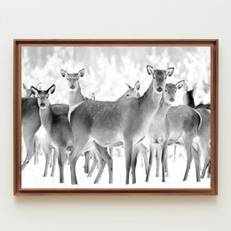 Deer Gathering Winter Wonderland Black and White Animal Poster PosterGoat