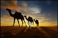 Desert Camels at Sunset Travel Poster PosterGoat