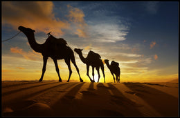 Desert Camels at Sunset Travel Poster PosterGoat