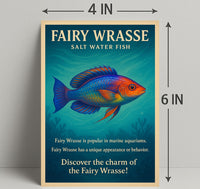 Discover the Charm of the Fairy Wrasse Poster PosterGoat