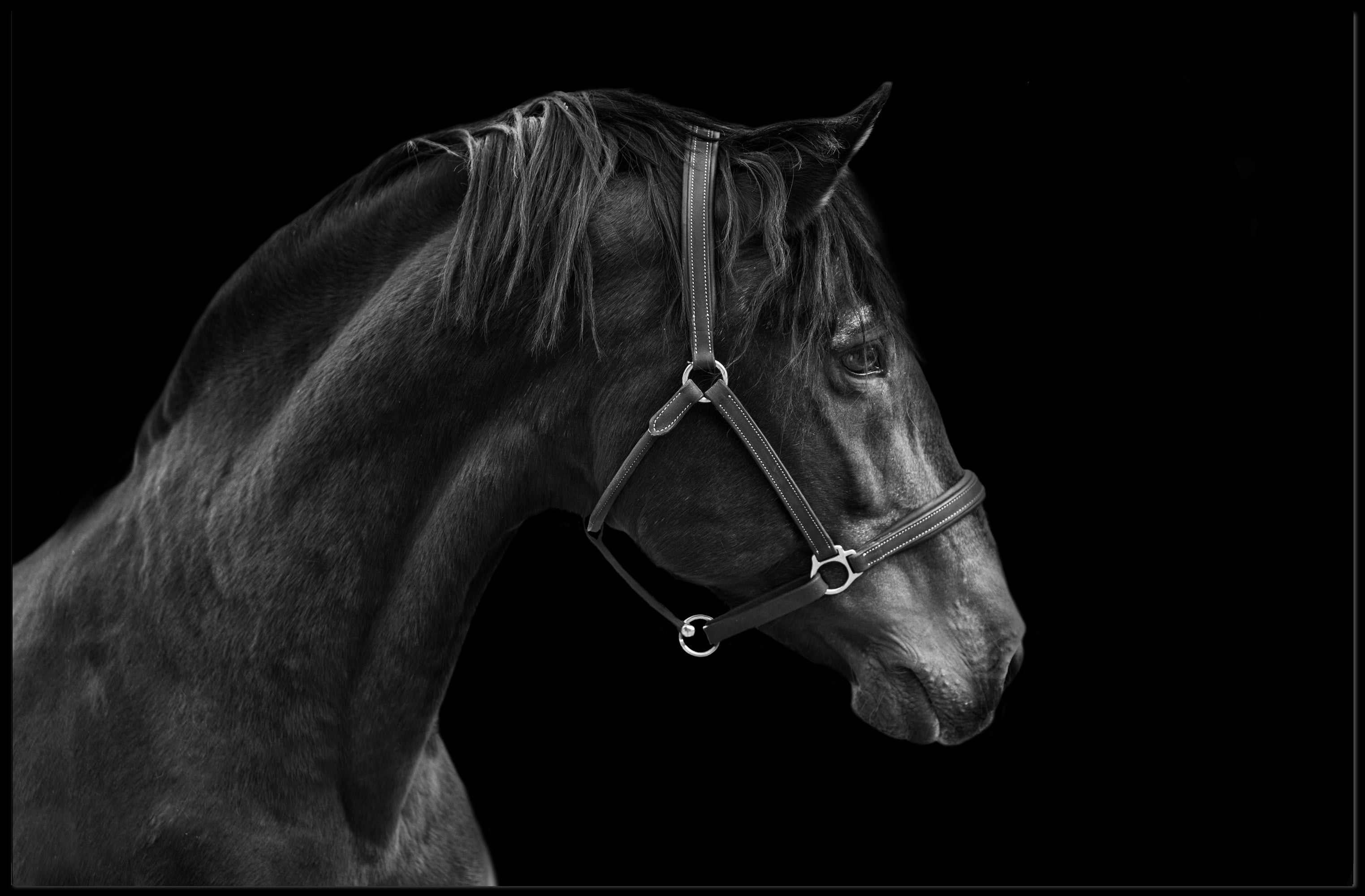 Elegance and Strength: Black and White Horse Animal Poster PosterGoat