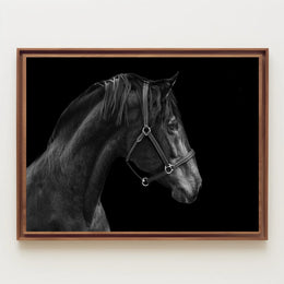 Elegance and Strength: Black and White Horse Animal Poster PosterGoat