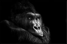 Gorilla Wildlife Sensation Captured: Stunning Animal Poster PosterGoat