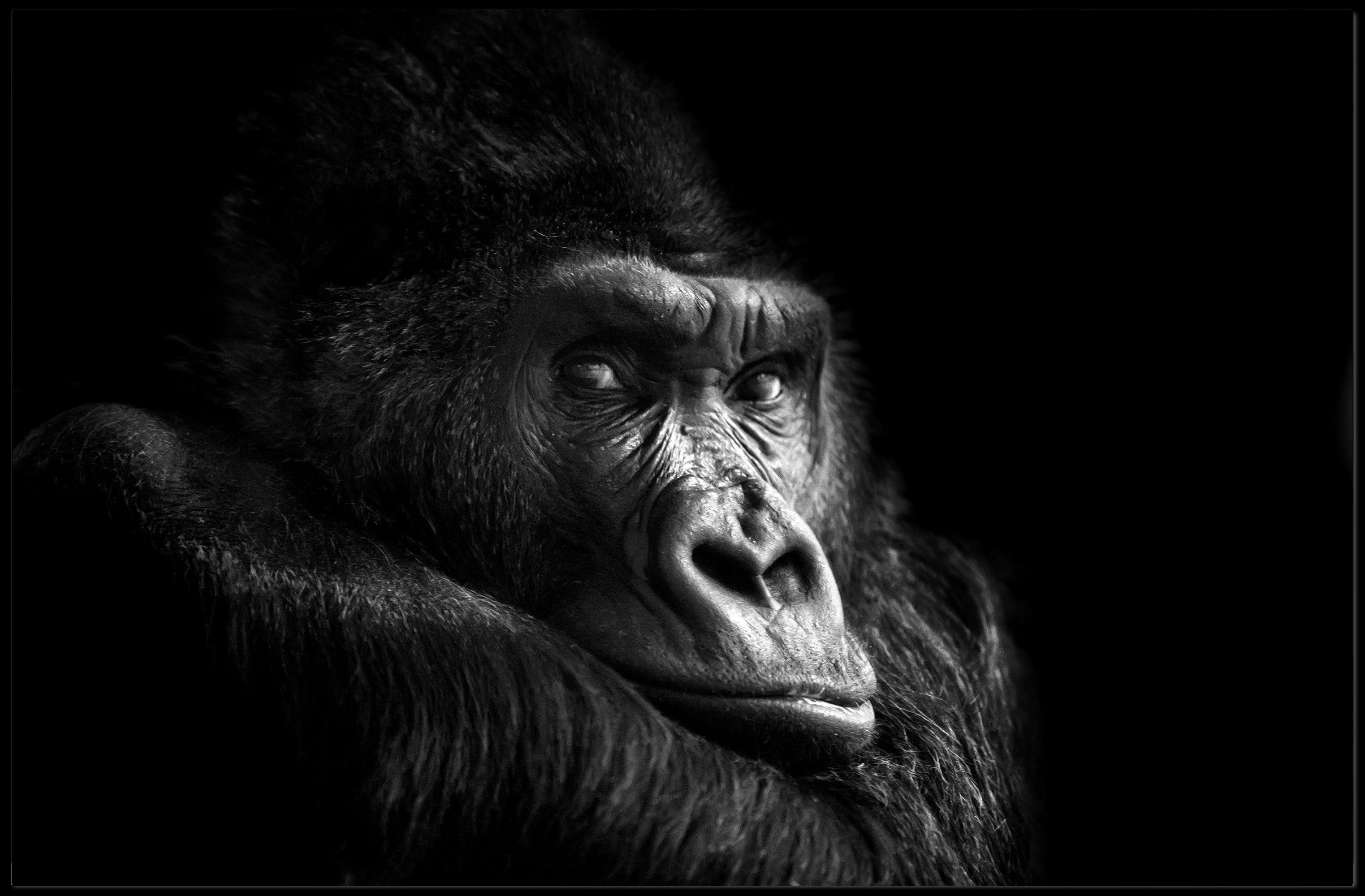 Gorilla Wildlife Sensation Captured: Stunning Animal Poster PosterGoat
