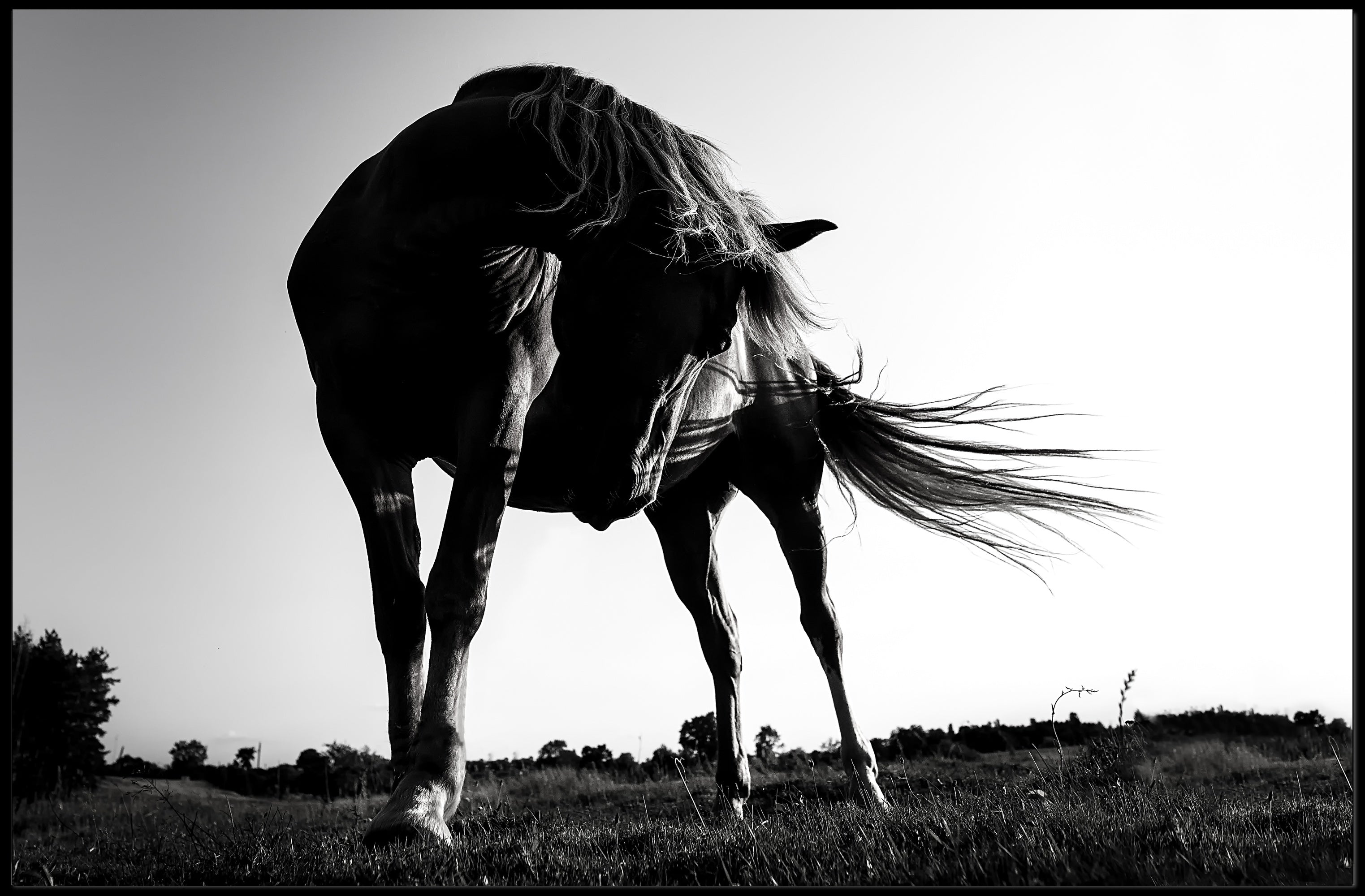 Graceful Horse in Motion Art: An Elegant Animal Poster PosterGoat