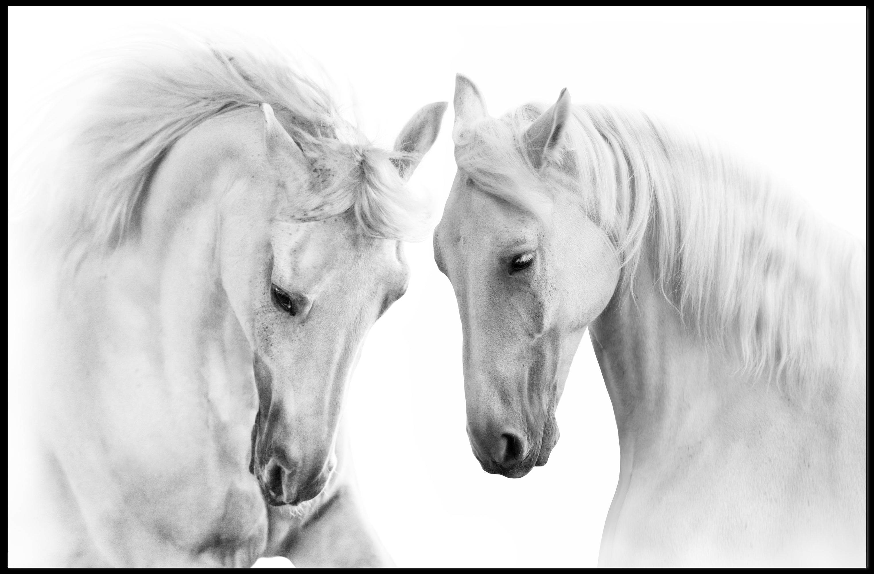 Graceful White Horses Minimalist Wall Art Animal Poster PosterGoat