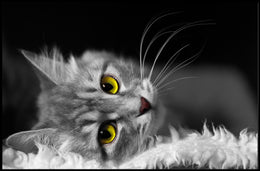 Gray Cat with Yellow Eyes at Rest - Animal Poster PosterGoat