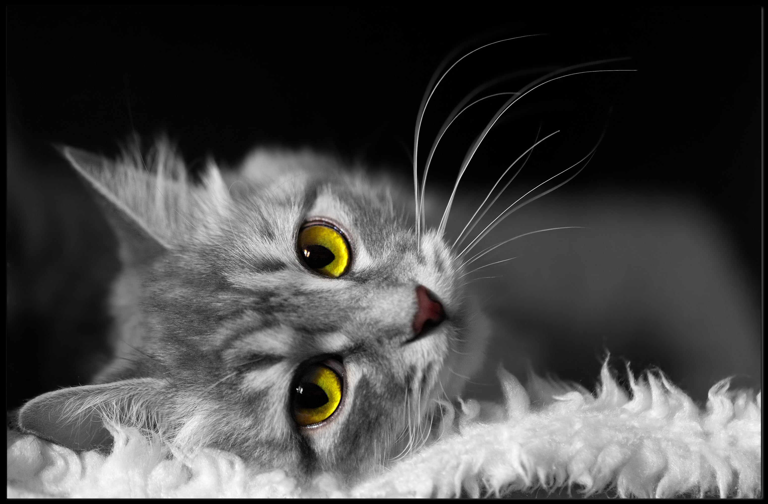 Gray Cat with Yellow Eyes at Rest - Animal Poster PosterGoat