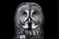 Great Grey Owl Intensity Animal Poster PosterGoat