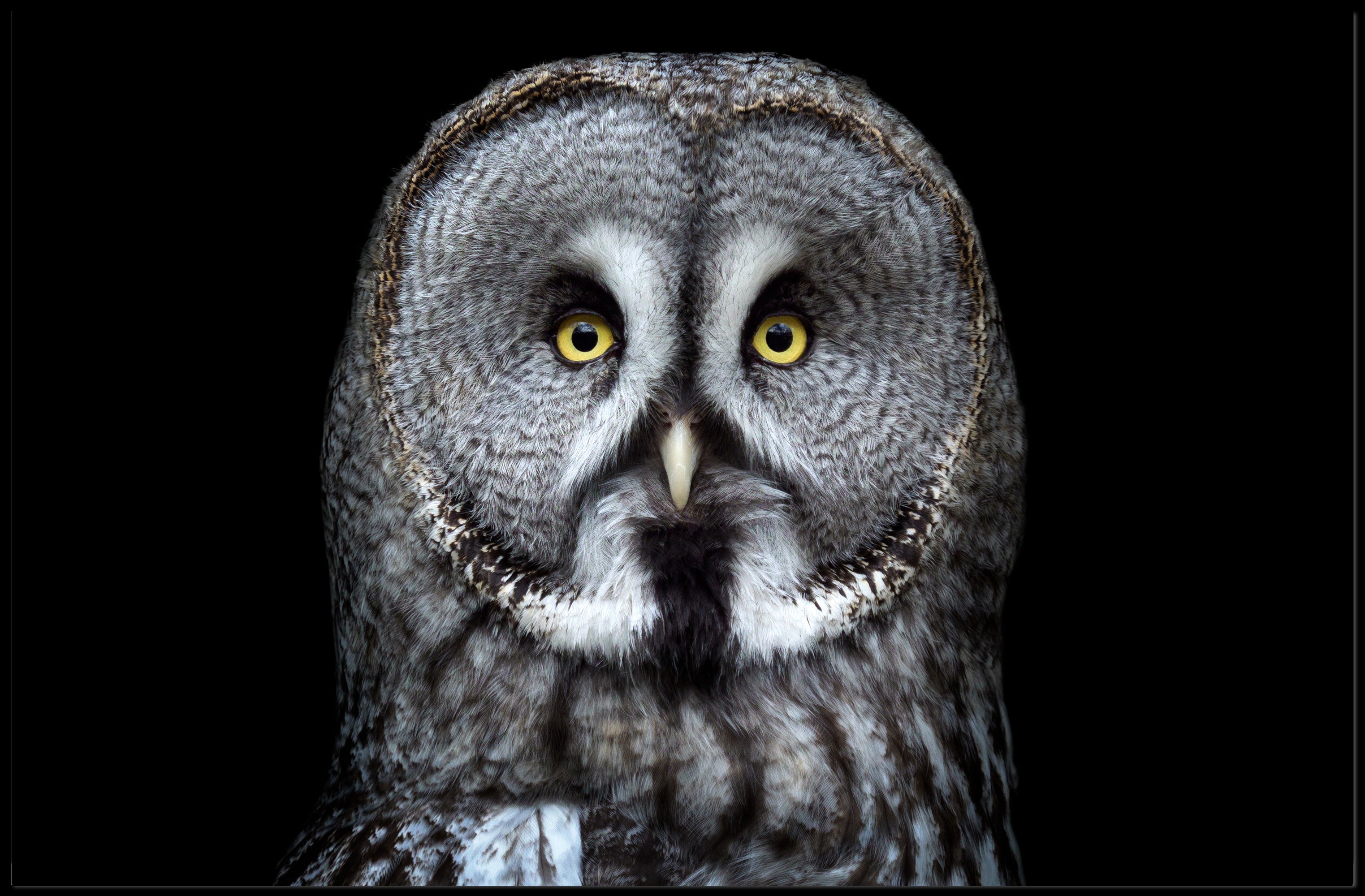Great Grey Owl Intensity Animal Poster PosterGoat