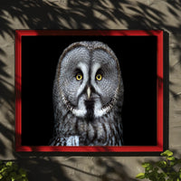 Great Grey Owl Intensity Animal Poster PosterGoat