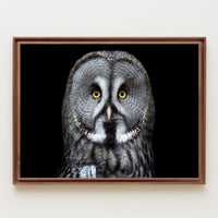 Great Grey Owl Intensity Animal Poster PosterGoat