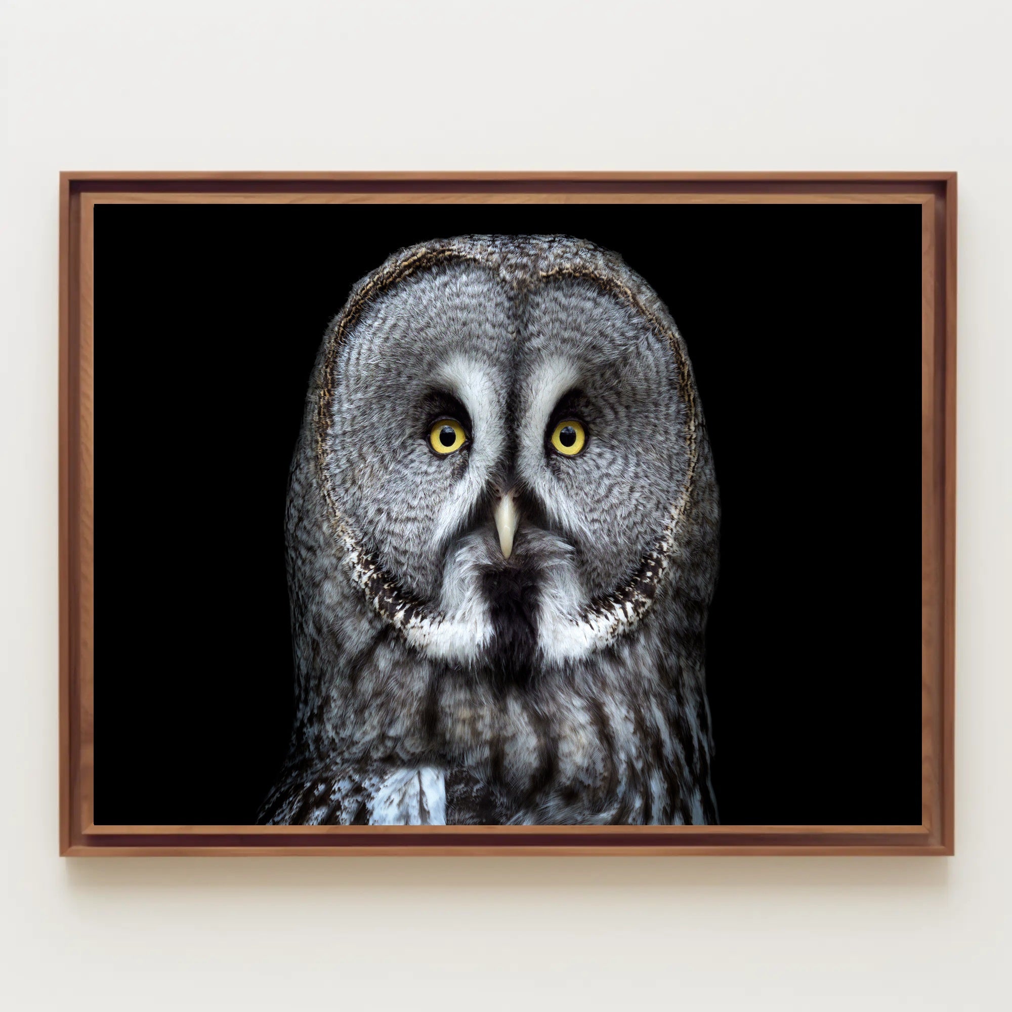 Great Grey Owl Intensity Animal Poster PosterGoat