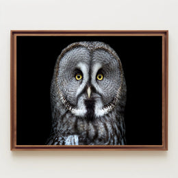 Great Grey Owl Intensity Animal Poster PosterGoat