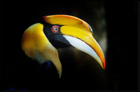 Hornbill in Tropical Habitat Animal Poster PosterGoat