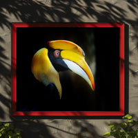 Hornbill in Tropical Habitat Animal Poster PosterGoat