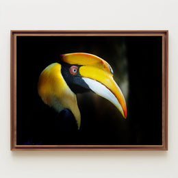 Hornbill in Tropical Habitat Animal Poster PosterGoat