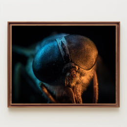 Insect Close-Up Photography Poster: A Study of Nature's Detail PosterGoat