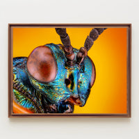 Insect Study on Vibrant Background Animal Poster PosterGoat