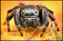 Jumping Spider Eye Detail Animal Poster PosterGoat