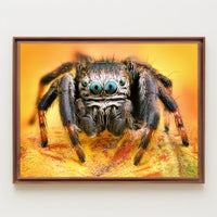 Jumping Spider Eye Detail Animal Poster PosterGoat