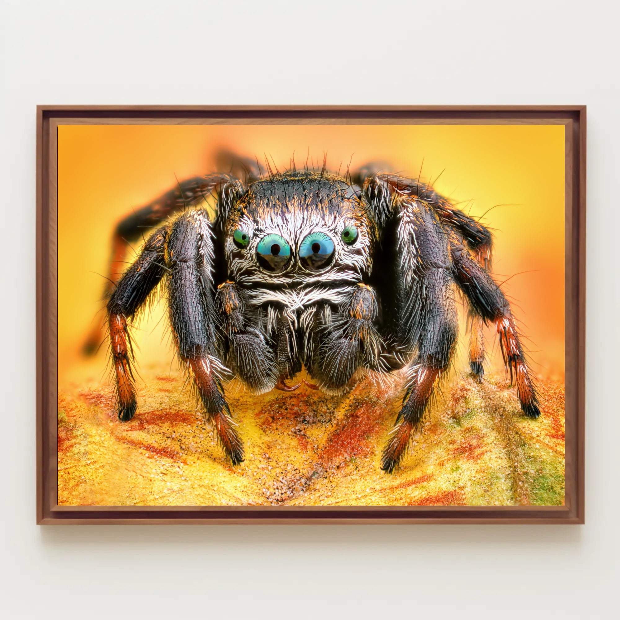 Jumping Spider Eye Detail Animal Poster PosterGoat