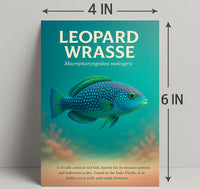 Leopard Wrasse Vibrant Reef Inhabitant Poster PosterGoat