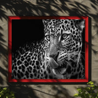 Leopard's Fierce Gaze Wildlife Art Animal Poster PosterGoat
