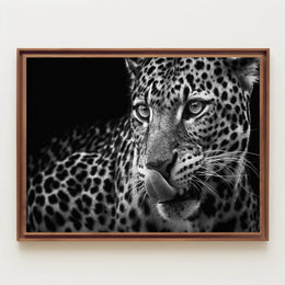 Leopard's Fierce Gaze Wildlife Art Animal Poster PosterGoat