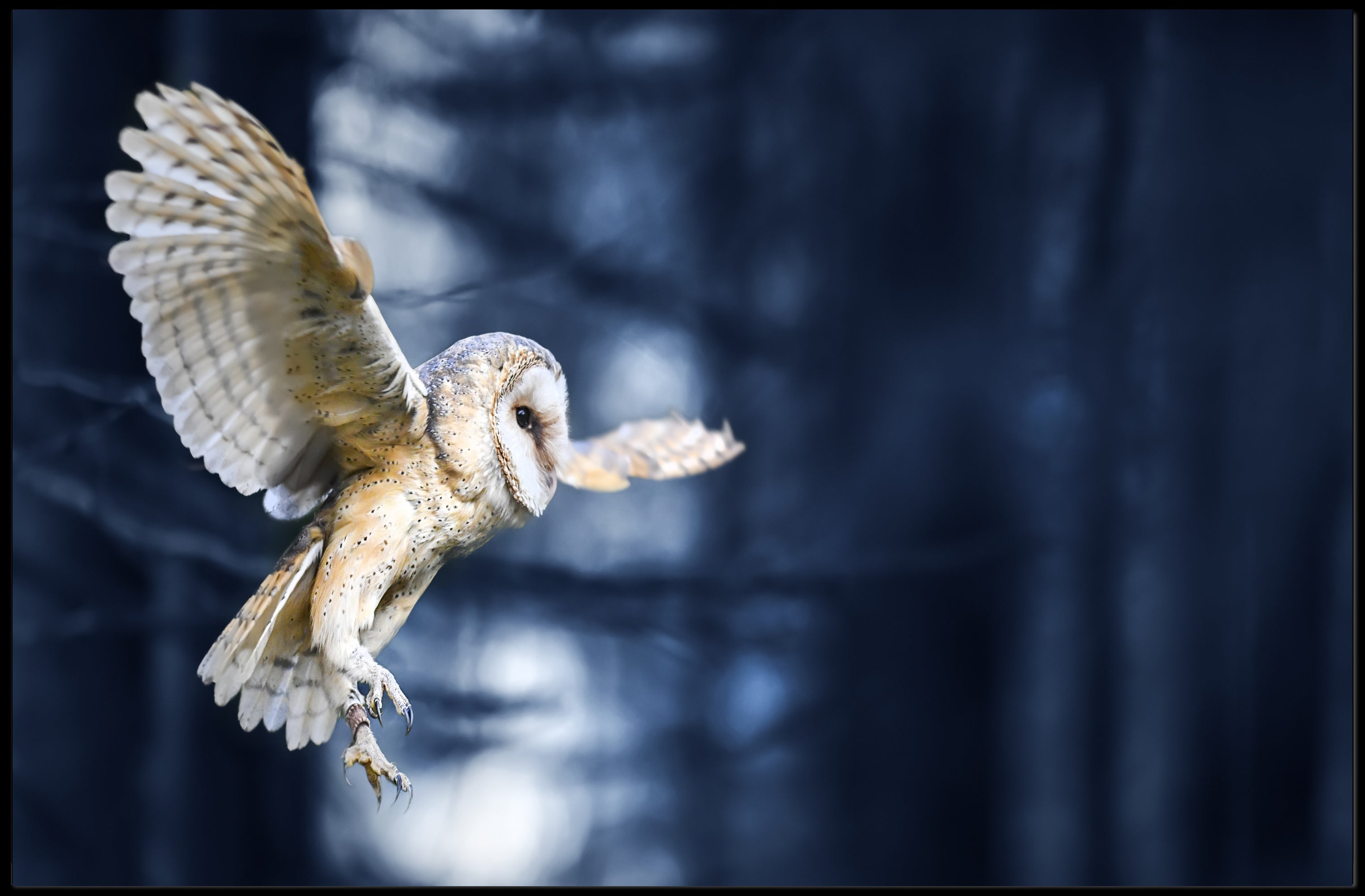 Majestic Barn Owl Flight in Nocturnal Forest Animal Poster PosterGoat